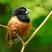 Black-headed Munia